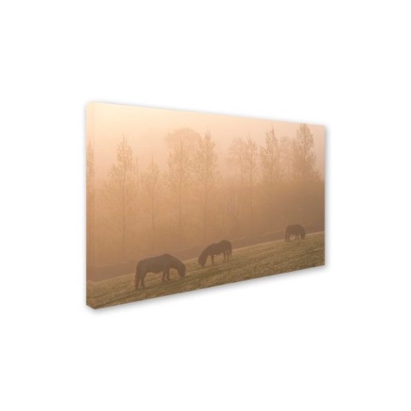 Adam Burton 'Ponies In The Mist' Canvas Art,30x47